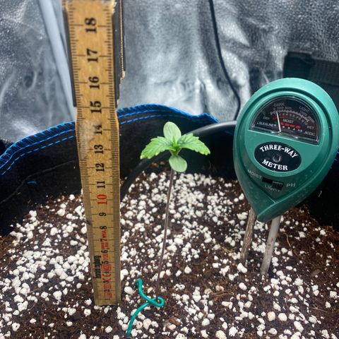 Super Kritikal growlog timeline photo