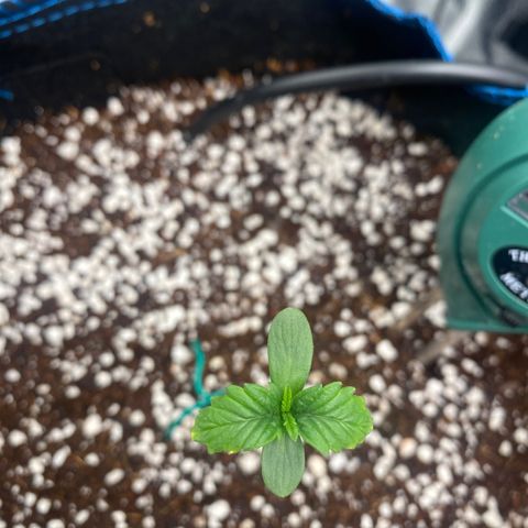 Super Kritikal growlog timeline photo