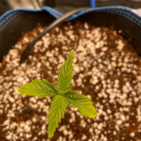 Super Kritikal growlog timeline photo