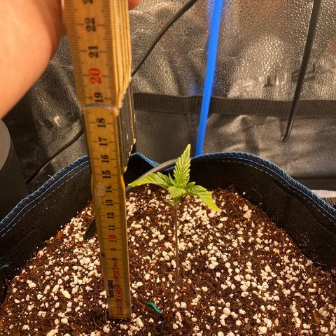 Super Kritikal growlog timeline photo