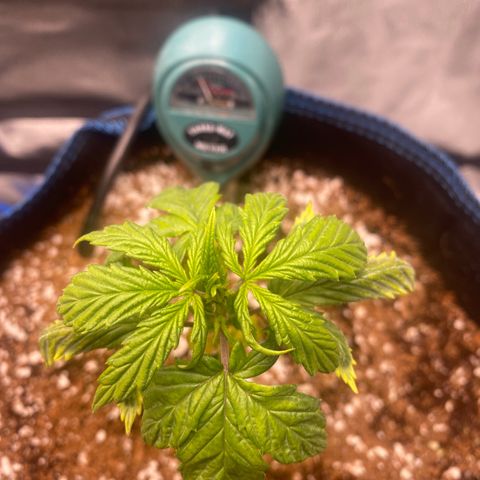 Super Kritikal growlog timeline photo