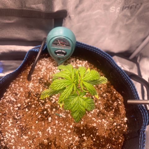 Super Kritikal growlog timeline photo