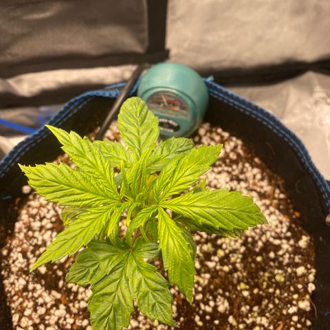 Super Kritikal growlog timeline photo