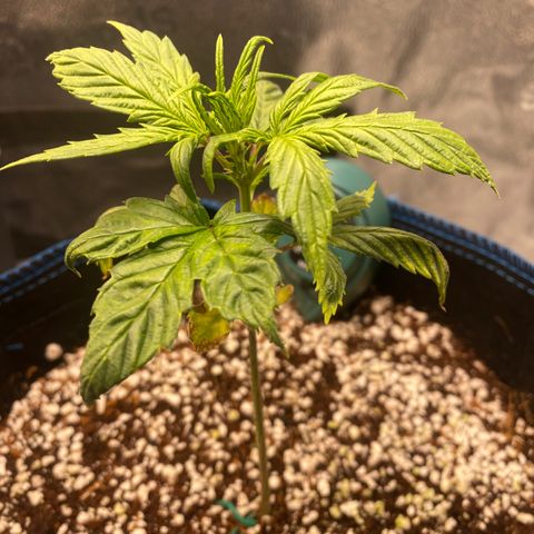 Super Kritikal growlog timeline photo