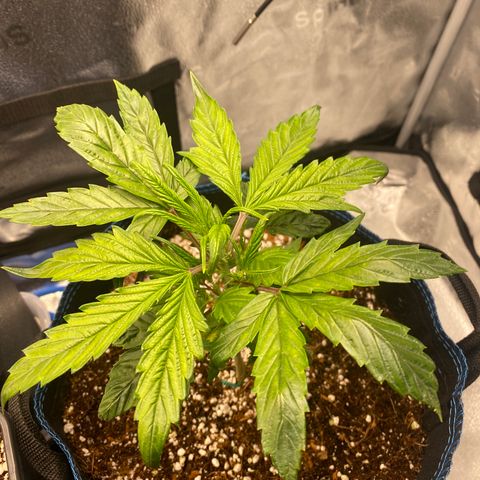 Super Kritikal growlog photo: Leaves showing signs of roots being soaked in water. Not ideal, transition could’ve been executed better. But still nice to see the roots are able to reach. 