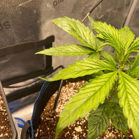 Super Kritikal growlog photo: Leaves showing signs of roots being soaked in water. Not ideal, transition could’ve been executed better. But still nice to see the roots are able to reach. 