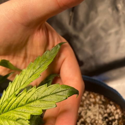 Super Kritikal growlog photo: Leaves showing signs of roots being soaked in water. Not ideal, transition could’ve been executed better. But still nice to see the roots are able to reach. 