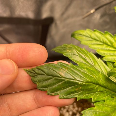 Super Kritikal growlog photo: Showing some signs of decencies. This could be the lack of nutrients, since placing it in the autopot - or something else that I’m not currently able to identify myself. 