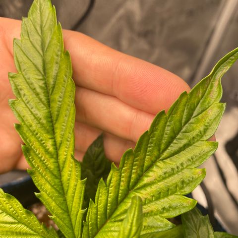 Super Kritikal growlog photo: Showing some signs of decencies. This could be the lack of nutrients, since placing it in the autopot - or something else that I’m not currently able to identify myself. 