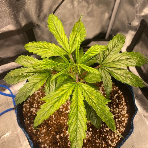 Super Kritikal growlog photo: Showing some signs of decencies. This could be the lack of nutrients, since placing it in the autopot - or something else that I’m not currently able to identify myself. 