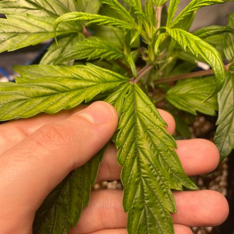 Super Kritikal growlog photo: Showing some signs of decencies. This could be the lack of nutrients, since placing it in the autopot - or something else that I’m not currently able to identify myself. 