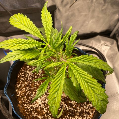 Super Kritikal growlog photo: after trimming 

