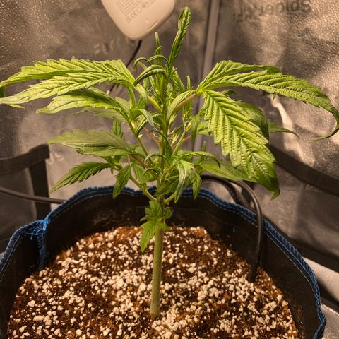 Super Kritikal growlog photo: after trimming 
