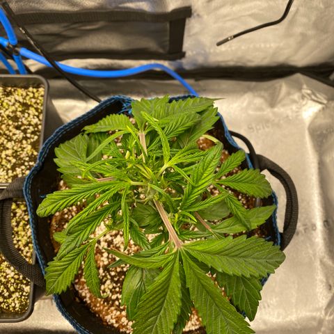 Super Kritikal growlog timeline photo