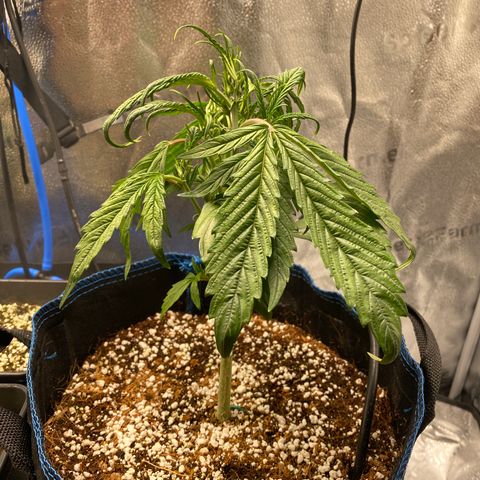 Super Kritikal growlog timeline photo