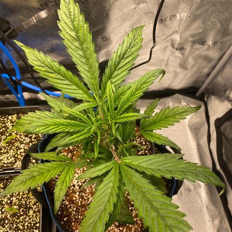 Super Kritikal growlog photo: Looking fine after first trim 