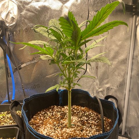 Super Kritikal growlog photo: Looking fine after first trim 