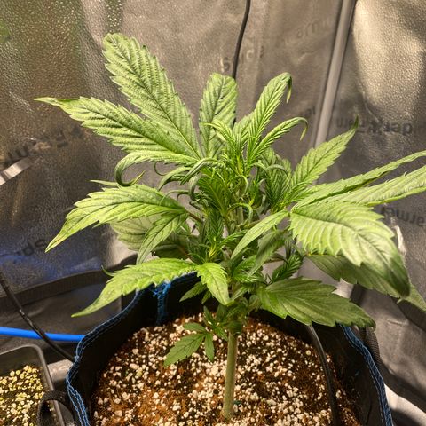 Super Kritikal growlog photo: Looking fine after first trim 