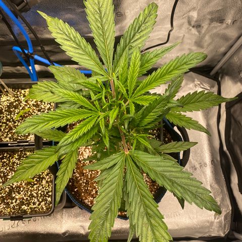 Super Kritikal growlog timeline photo
