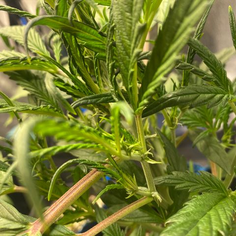 Super Kritikal growlog timeline photo