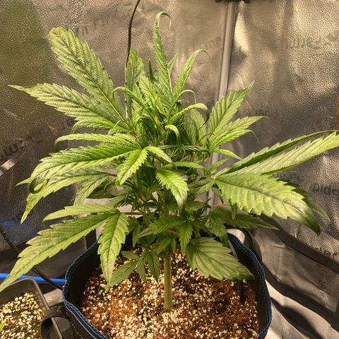Super Kritikal growlog timeline photo