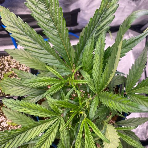 Super Kritikal growlog timeline photo