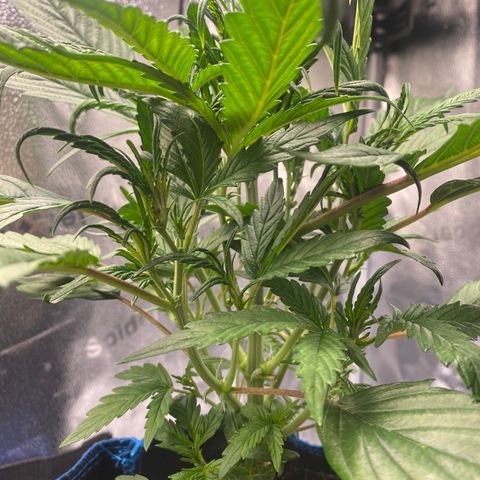 Super Kritikal growlog timeline photo