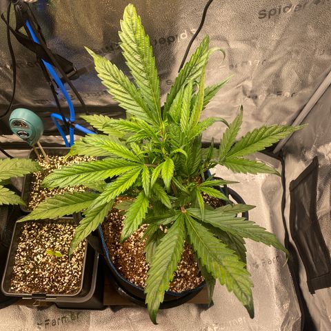 Super Kritikal growlog timeline photo