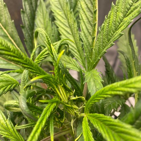 Super Kritikal growlog timeline photo