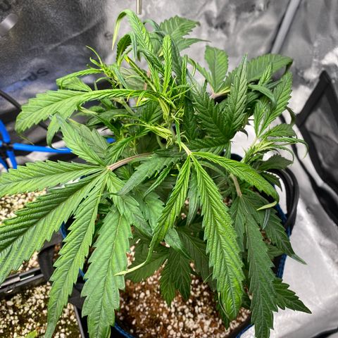 Super Kritikal growlog timeline photo