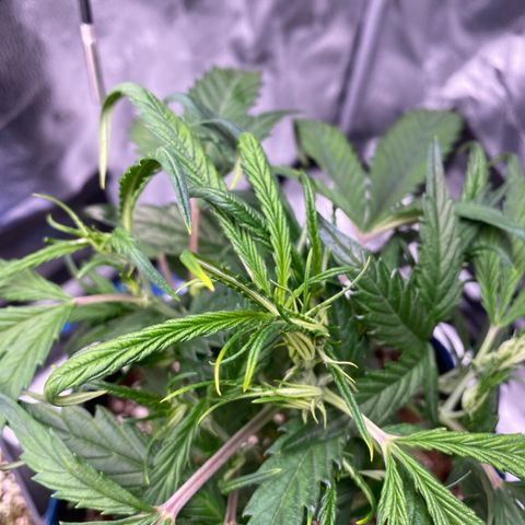 Super Kritikal growlog timeline photo