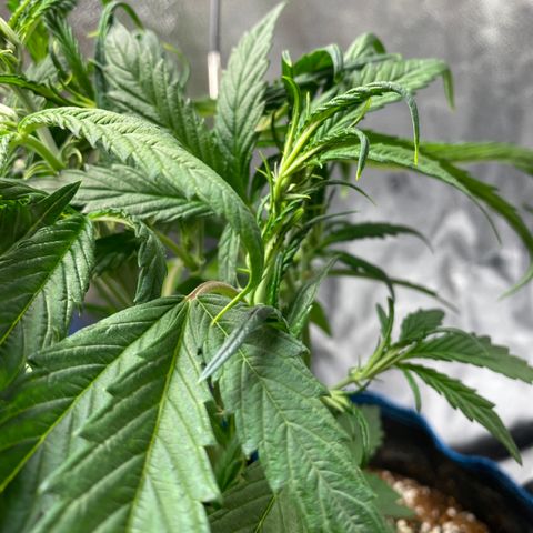 Super Kritikal growlog timeline photo