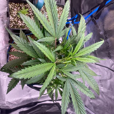 Super Kritikal growlog timeline photo
