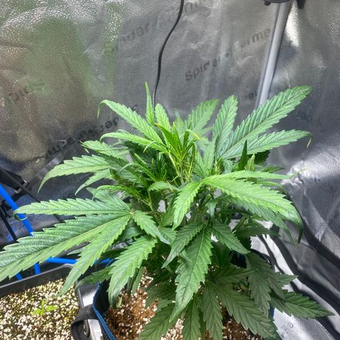 Super Kritikal growlog timeline photo