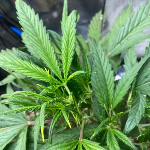 Super Kritikal growlog timeline photo