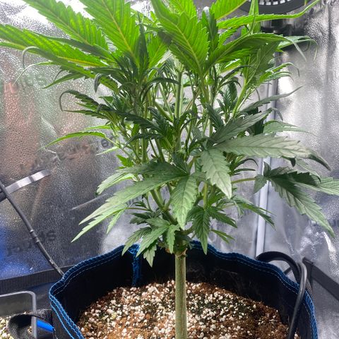 Super Kritikal growlog timeline photo