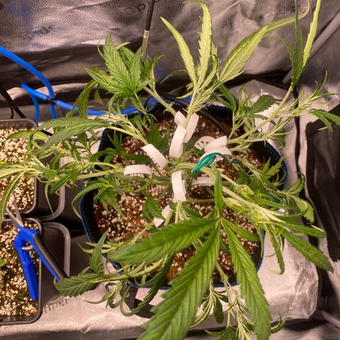 Super Kritikal growlog timeline photo