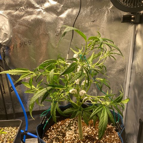 Super Kritikal growlog timeline photo