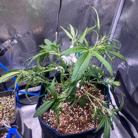 Super Kritikal growlog timeline photo