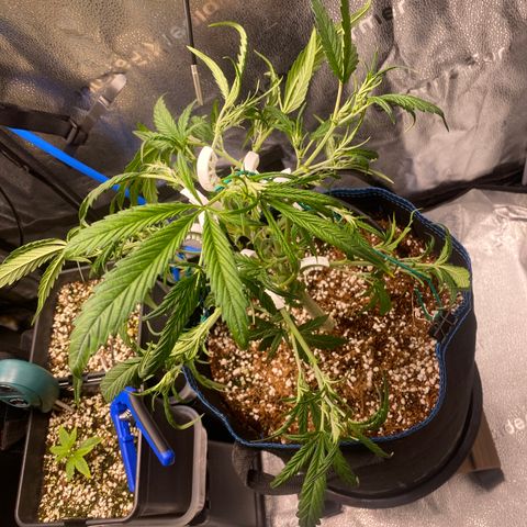 Super Kritikal growlog timeline photo