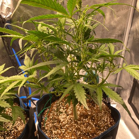 Super Kritikal growlog timeline photo