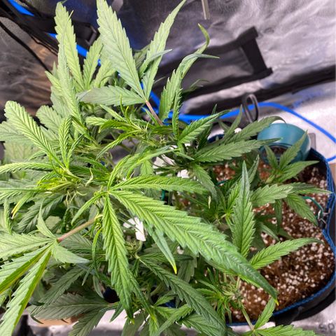Super Kritikal growlog timeline photo