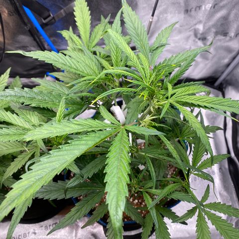 Super Kritikal growlog timeline photo