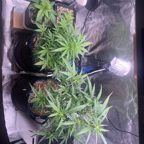Super Kritikal growlog timeline photo