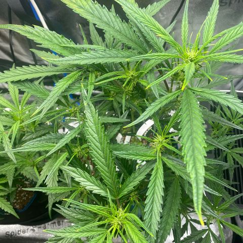 Super Kritikal growlog timeline photo