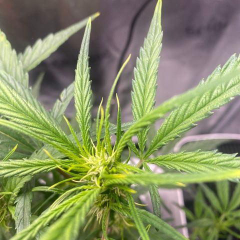 Super Kritikal growlog timeline photo