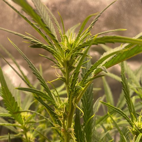 Super Kritikal growlog timeline photo