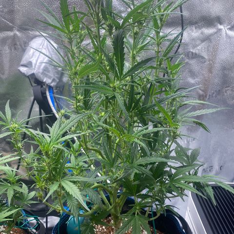 Super Kritikal growlog timeline photo