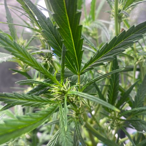 Super Kritikal growlog timeline photo