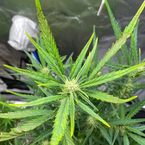 Super Kritikal growlog timeline photo